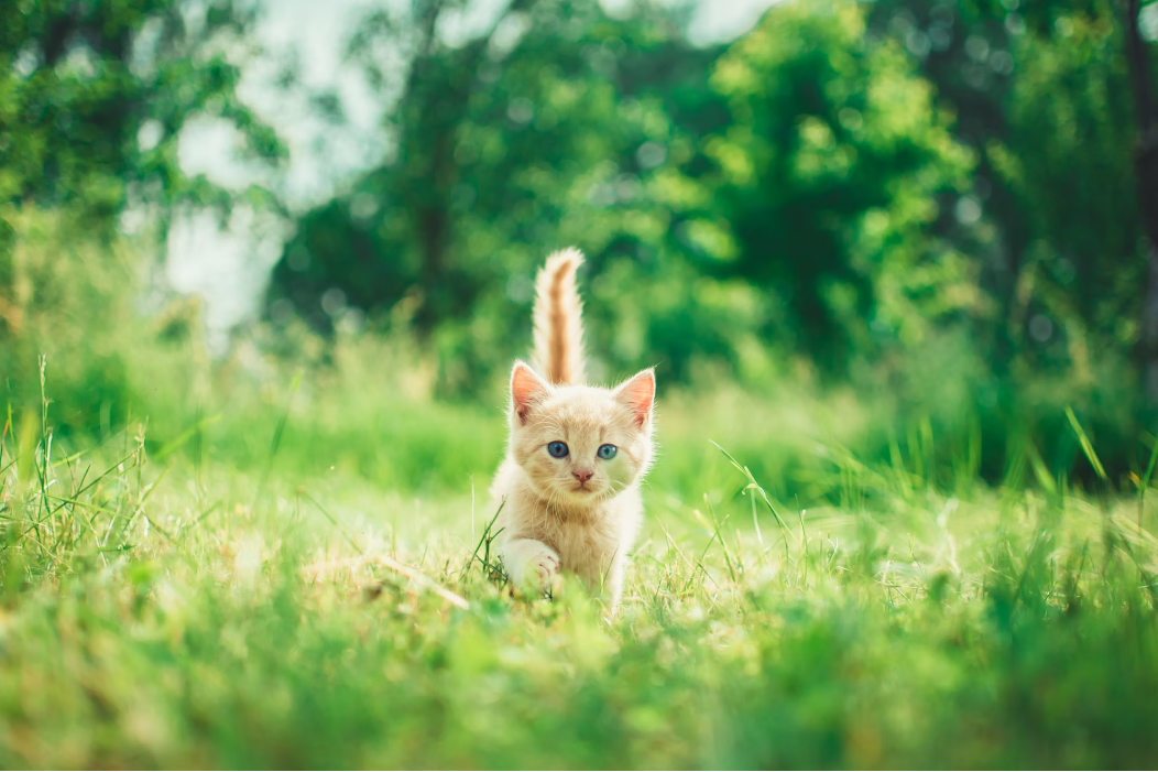 귀여운 갈색 아기 고양이가 풀밭에서 걸어오는 모습