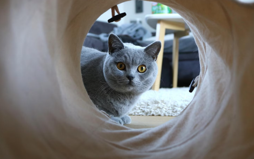 고양이 터널 속을 동그란 눈으로 쳐다보고 있는 회색 고양이